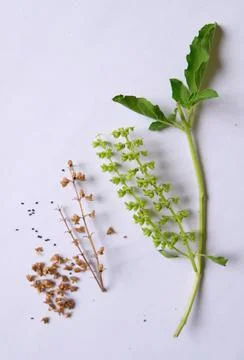 Close-up of holy basil seed, flower, and leaf. Stock Photos
