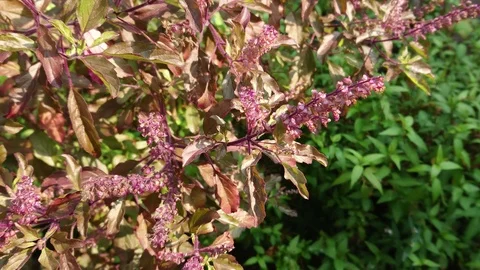 Close up of Holy basil tree. Tilt up shot. Stock-Footage 102665137