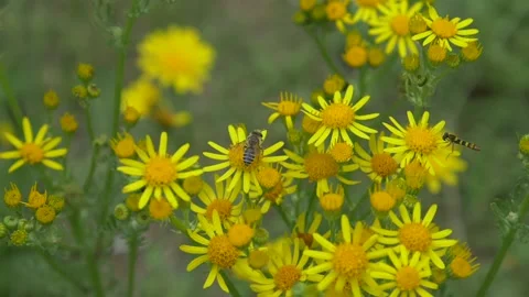 Close up of honey bee and hoverfly flying around ragwort flower in field Stock Footage 172139411