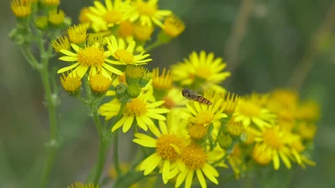 Close up of honey bee and hoverfly flying around ragwort flower in field Stock Footage 172153349