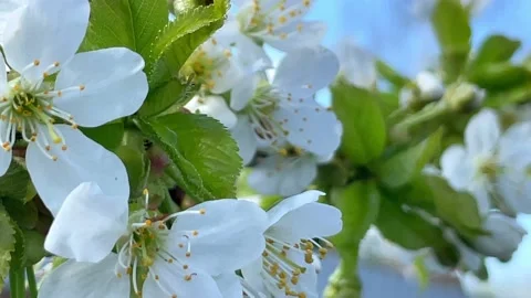 Close Up of a Honey Bee on an Apple Tree Blossom Collecting Pollen Stock Footage 194513690