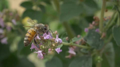 Close up of honey bee collecting nectar of wild thyme during bright day outside Stock Footage 172140143