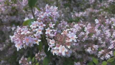 Close-up of honey bee collecting nectar on light pink flowers on blooming Beauty Stock Footage 314626231