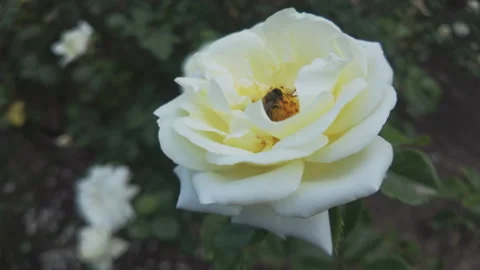 Close-up of honey bee collecting nectar on Burnet rose (Rosa pimpinellifolia) Stock-Footage 335906816