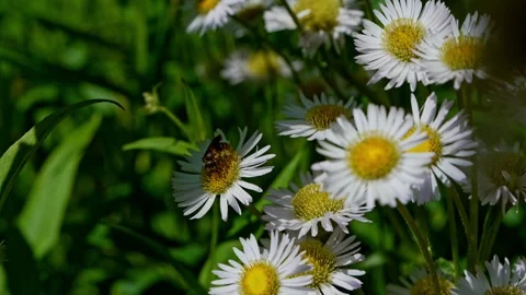 Close up of honey bee collecting nectar on daisy flower. Pollination, Stock Footage 336298818