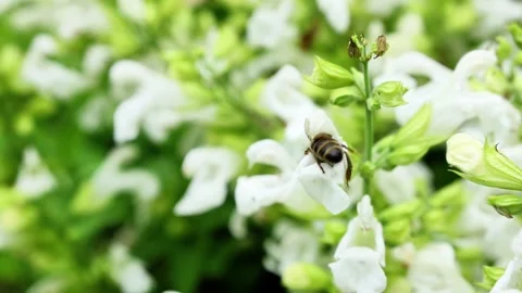 Close-up of a honey bee collecting nectar from white garden flowers Stock Footage 336985456