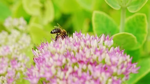 Close up of honey bee collecting nectar from delicate pink sedum flower. 스톡 동영상 344572422