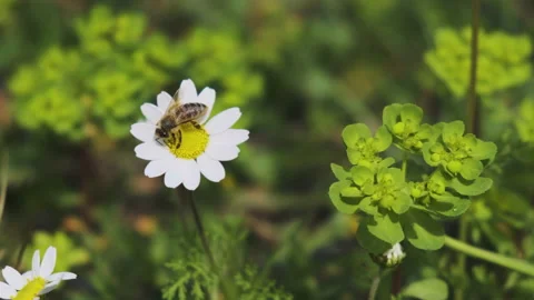 Close up of a Honey Bee Collecting Pollen on a Daisy Flower Stock Footage 149366242