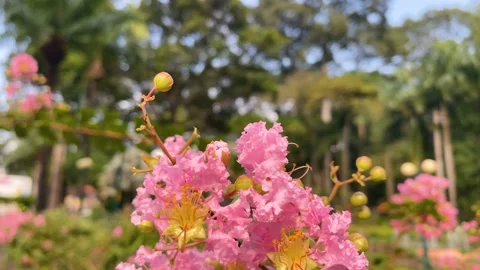 Close-up Of A Honey Bee Collecting Pollen on lagerstroemia speciosa in the Ta Stock Footage 219029387