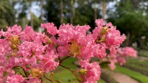 Close-up Of A Honey Bee Collecting Pollen on lagerstroemia speciosa Stock Footage 219029446