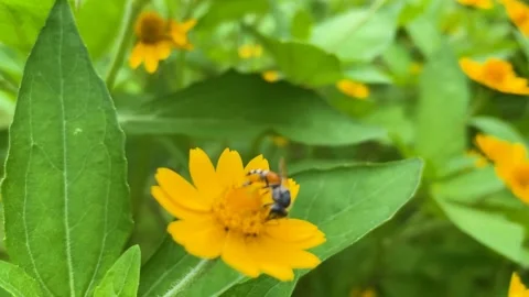 Close-up Of A Honey Bee Collecting Pollen Stock Footage 219029449