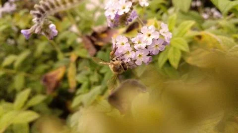 Close-Up Honey Bee collecting pollen Stock Photos