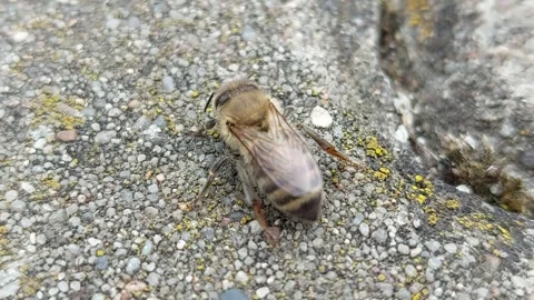 Close up of honey bee crawling on rough concrete stone surface Vidéo 345230665