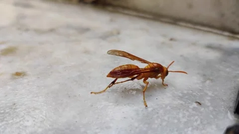 Close up of a Honey Bee crawling on a surface Stock-Footage 256975727