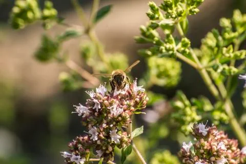 Close up of a honey bee extracting nectar form the blooms on a oregano plant  Stock Photos