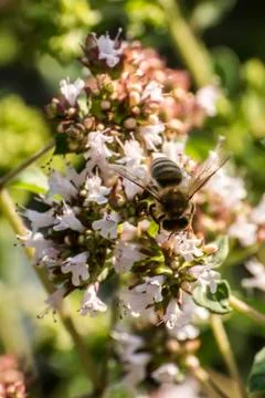 Close up of a honey bee extracting nectar form the blooms on a oregano plant  Stock Photos