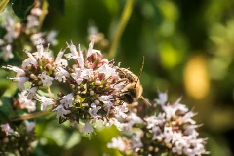Close up of a honey bee extracting nectar form the blooms on a oregano plant  Stock Photos