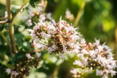 Close up of a honey bee extracting nectar form the blooms on a oregano plant  Stock Photos