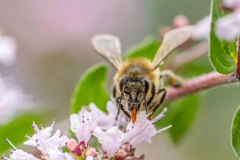 Close up of a honey bee extracting nectar form the blooms on a oregano plant  Stock Photos