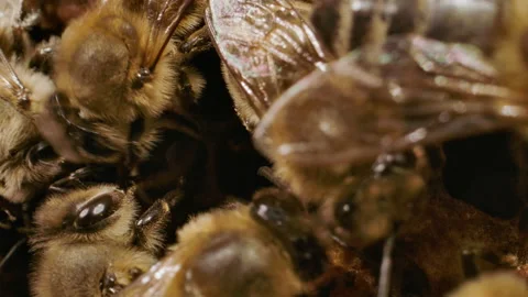 Close up on honey bee faces Video stock 161913654