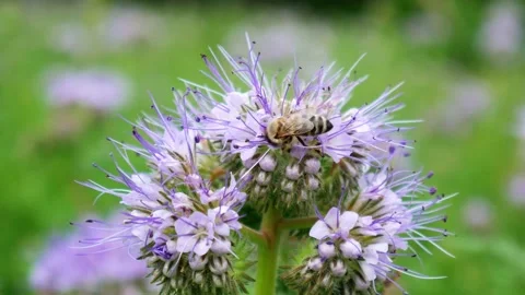 Close up of honey bee flying and collecting nectar Stock Footage 155966735