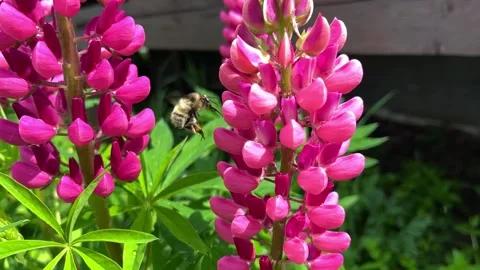 Close-up of a honey bee flying around a pink beautiful lupine blooms in the Stock Footage 279726749