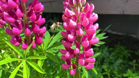 Close-up of a honey bee flying around a pink beautiful lupine blooms in the Stock Footage 279726772