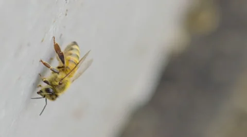 Close-up of honey bee Stock Footage 50173122