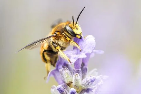 Close up of honey bee gathering nectar. Stock Photos