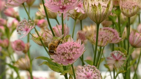 Close up of honey bee gathering pollen from astrantia Stock-Footage 112664494
