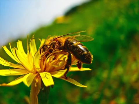 Close up of a honey bee 스톡 사진
