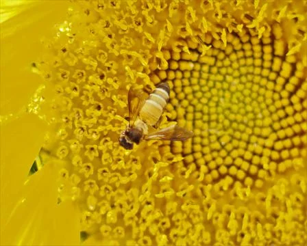 The close up honey bee Stock Photos