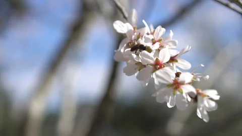 Close up of honey bee picking pollen Stock Footage 171992295