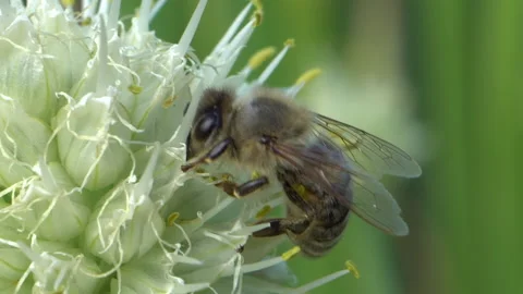 Close-up honey bee pollinates a flowering onion. Stock Footage 181910470