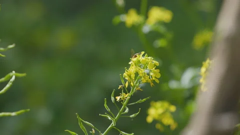 Close-up honey bee pollinates a flowering onion. A bee sits on a white flower Stock Footage 197761331