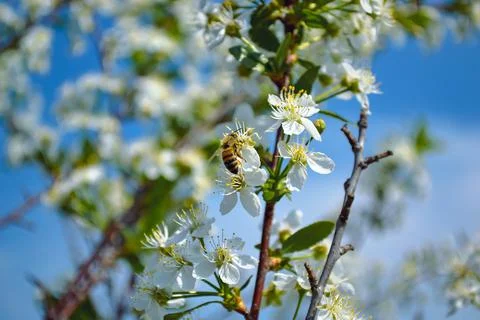 A close-up honey bee pollinates one of the white flowers Stock Photos