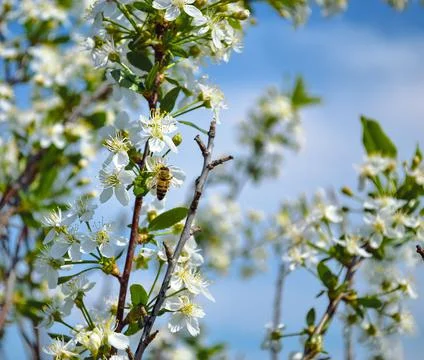 A close-up honey bee pollinates one of the white flowers of a cherry tree Stock-Fotos