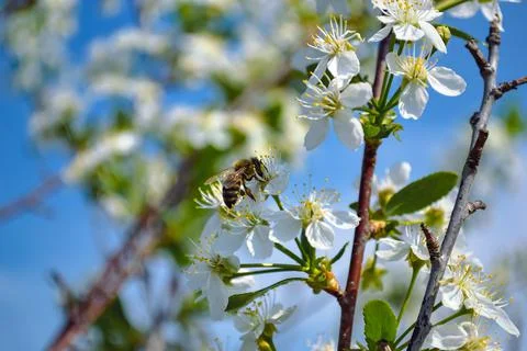 A close-up honey bee pollinates one of the white flowers of a cherry tree Stock-Fotos
