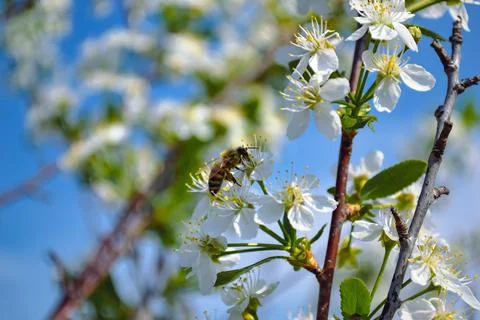 A close-up honey bee pollinates one of the white flowers of a cherry tree Stock-Fotos