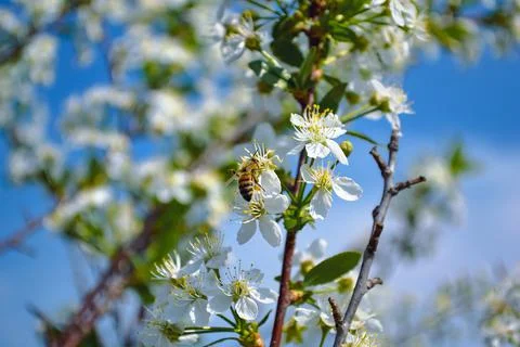 A close-up honey bee pollinates one of the white flowers of a cherry tree Foto stock