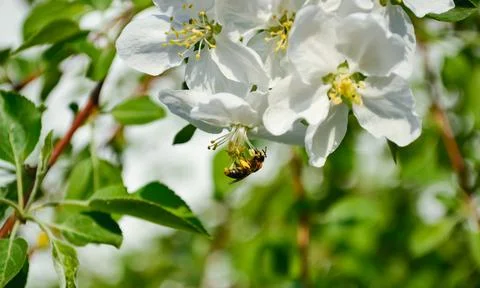 Close-up of a honey bee that pollinates a white flower of an apple tree Foto stock