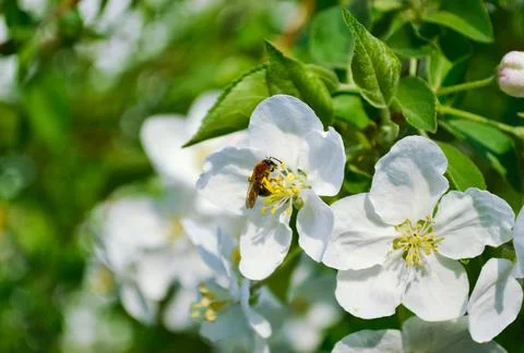 Close-up of a honey bee that pollinates a white flower of an apple tree Stock Photos