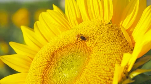 Close up of a honey bee pollinating a bright yellow sunflower in summer Stock Footage 341998373