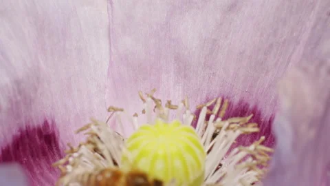 Close-up of honey bee pollinating the center of a pink poppy flower. Macro shot Stock Footage 276891746