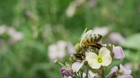 Close up of a honey bee pollinating a flower. Stock Footage 62848596