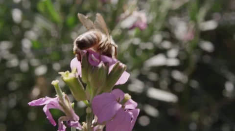 Close up of a honey bee pollinating a flower. Stock Footage 62849162