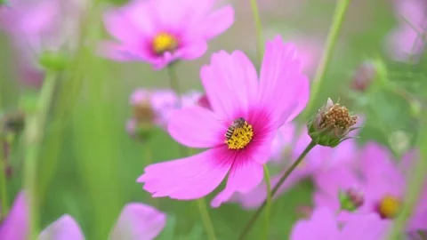 Close up of honey bee pollinating on pink cosmos in the flower garden Stock Footage 124114043