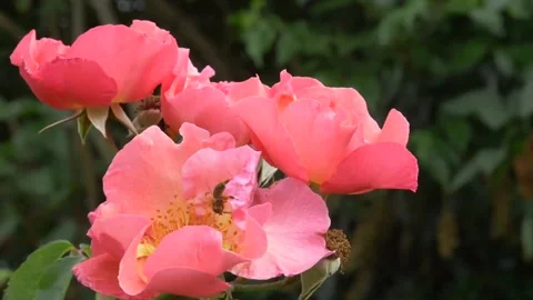 Close up of honey bee pollinating pink rose in garden during sunny day Stock Footage 172151364