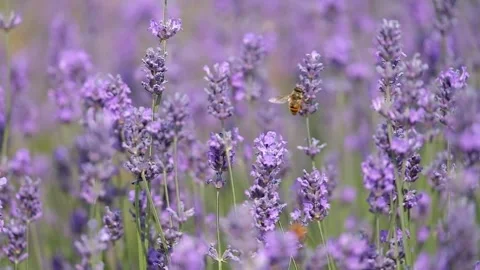 Close-up of Honey Bee Pollinating Purple Lavender Flowers 動画素材 315003567