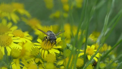 Close up of honey bee pollinating Ragwort flower and flying away on sunny day 動画素材 172139412